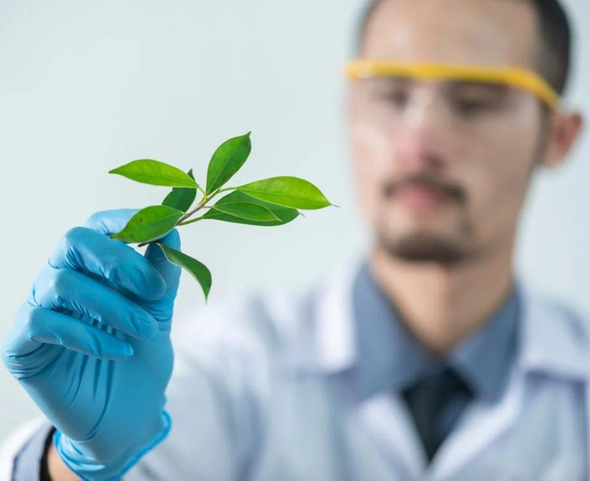 Is Genetically Modified Farming Good For Humans Or Ecology?