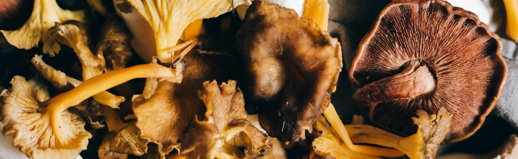 5 Functional Mushrooms to Boost Your Health