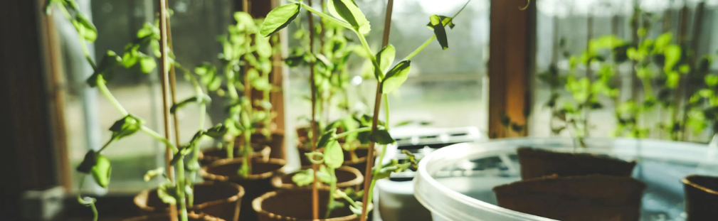 The First Time I Noticed the Healing Power of Plants