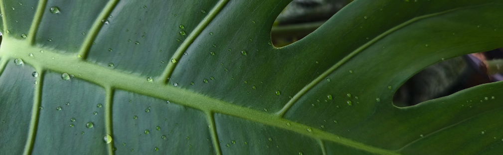 Internal Deodorant? What Chlorophyll Really Does for Your Body