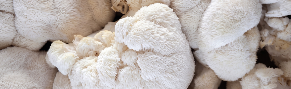 Can You Really Think Clearer in 7 Days? What the Research Says About Lion’s Mane